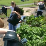 pupils outside with watering cans watering the vegetable boxes