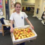 pupil displaying a crate full of apples